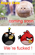 ANGRY CAT VS ANGRY BIRD